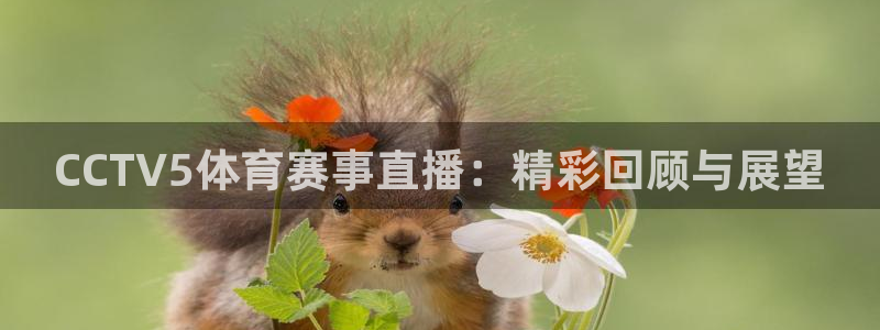河豚篮球直播：CCTV5体育赛事直播：精彩回顾与展望