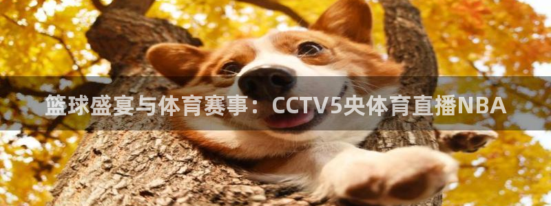 河豚直播体育直播：篮球盛宴与体育赛事：CCTV5央体育直播NBA