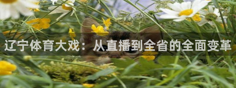 河豚体育直播网：辽宁体育大戏：从直播到全省的全面变革